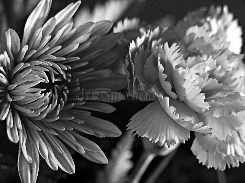 Beautiful photograph of two flowers that were part of an Easter bouquet. Grainy shot. Beautiful photograph of two flowers that were part of an Easter bouquet. Grainy shot.