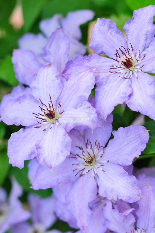 Flores purpúreas claras del Clematis fotografía de archivo libre de regalías Flores purpúreas claras del Clematis fotografía de archivo libre de regalías