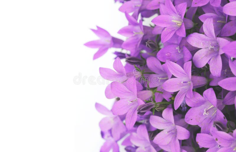 Flores púrpuras