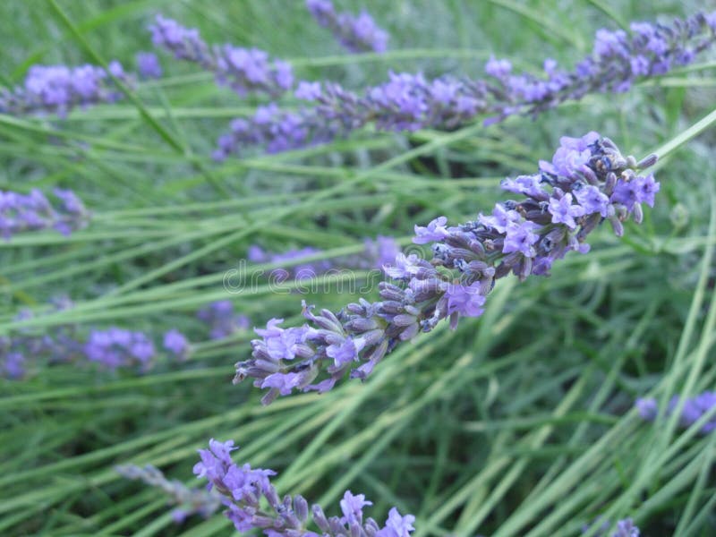 Flores púrpuras del lavandula, hierba para la belleza y salud, lavander imagenes de archivo Flores púrpuras del lavandula, hierba para la belleza y salud, lavander imagenes de archivo