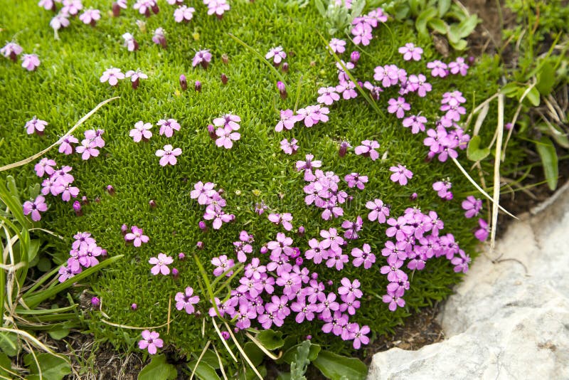 Flores púrpuras en musgo alpestre foto de archivo Flores púrpuras en musgo alpestre foto de archivo