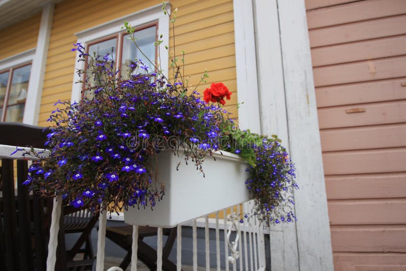 Flores púrpuras en una caja en la calle imágenes de archivo libres de regalías Flores púrpuras en una caja en la calle imágenes de archivo libres de regalías