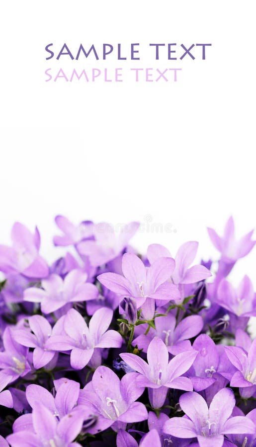 Flores púrpuras encantadoras