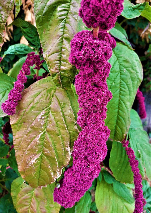 Flores púrpuras hermosos de una planta del amaranto imágenes de archivo libres de regalías Flores púrpuras hermosos de una planta del amaranto imágenes de archivo libres de regalías