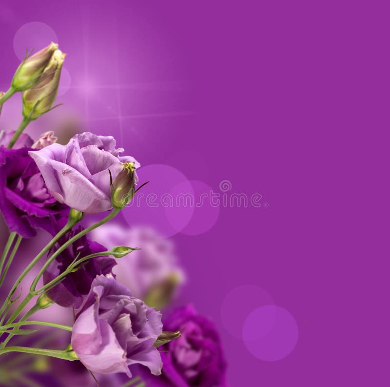 Flores púrpuras mágicas