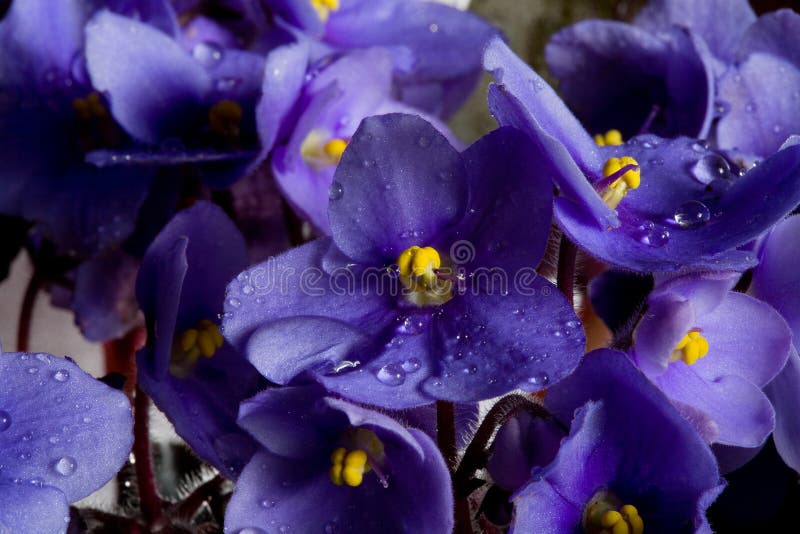 Flores púrpuras y gotas