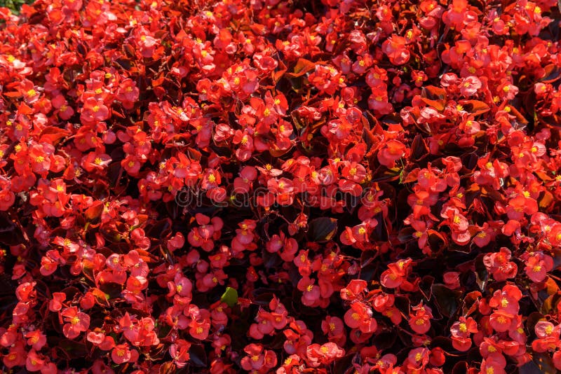 Details 100 flores rojas de primavera