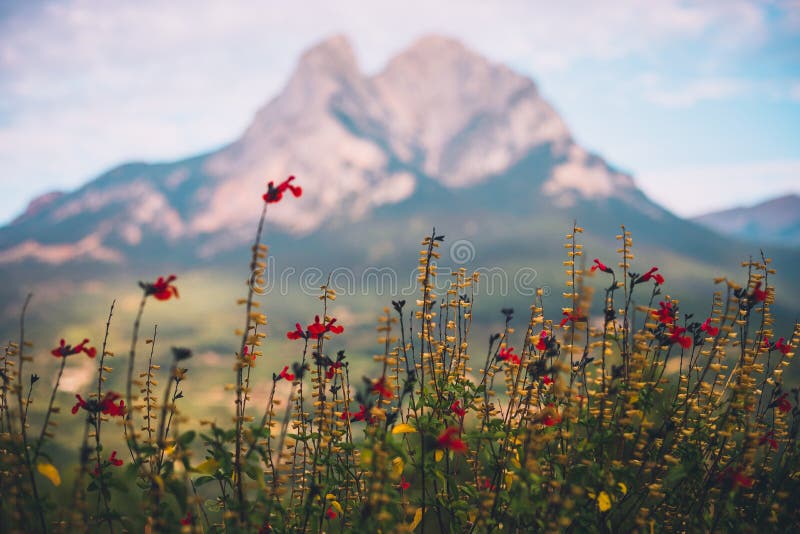 Flores rojas con el soporte borroso de Pedraforca en el fondo foto de archivo Flores rojas con el soporte borroso de Pedraforca en el fondo foto de archivo