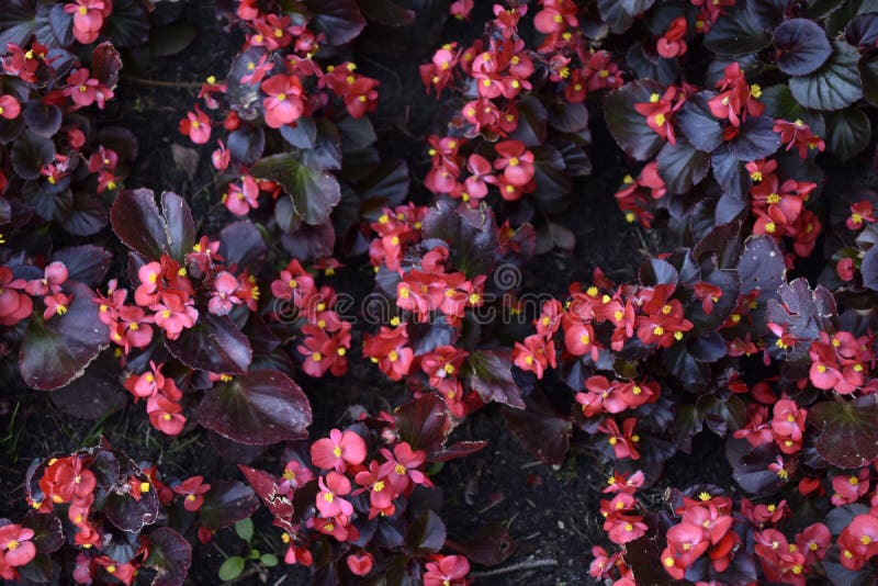 Flores Rojas De Begonia Tuberosa Sobre Un Lecho De Flores En El Parque Foto  de archivo - Imagen de brillante, parque: 227084626