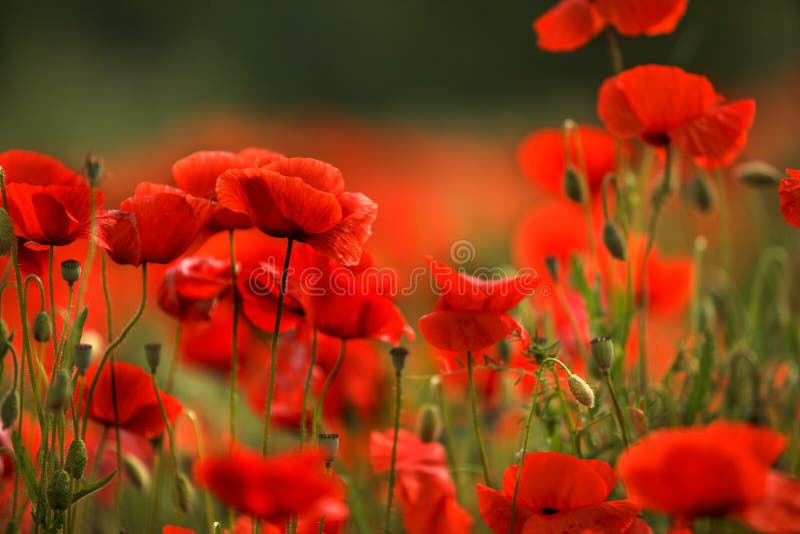 Flores rojas de la amapola