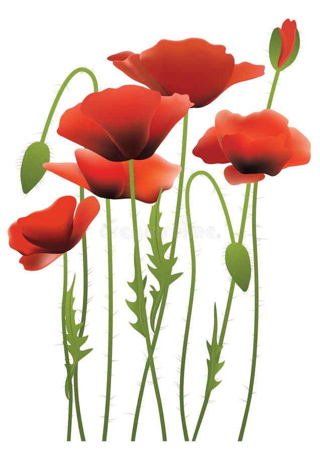 Flores rojas de la amapola, ejemplo del vector ilustración del vector Flores rojas de la amapola, ejemplo del vector ilustración del vector