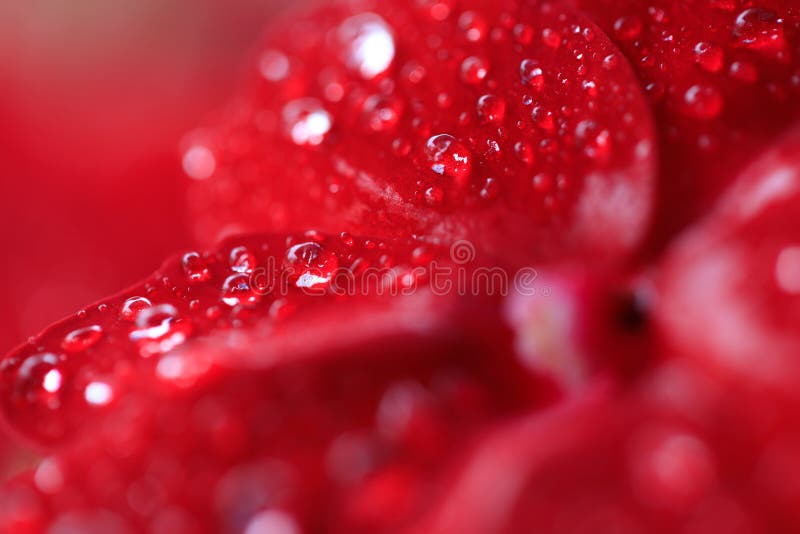 Flores rojas de la begonia con descensos de rocío imagenes de archivo