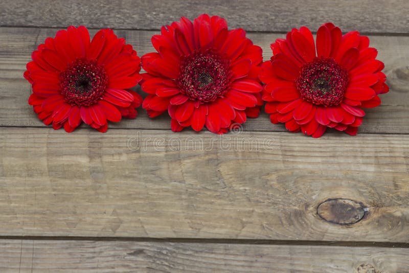 Flores rojas del gerbera foto de archivo. Imagen de amor - 74879912