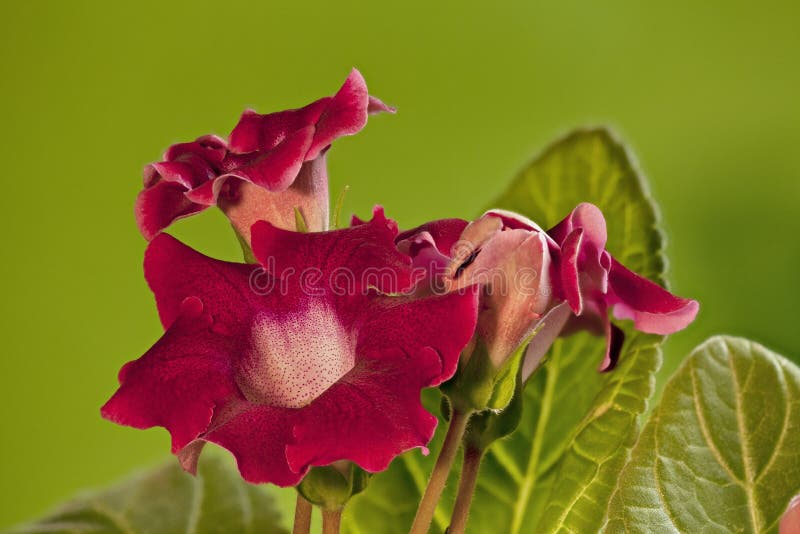 Flores Del Gloxinia Fotos de stock - Fotos libres de regalías de Dreamstime