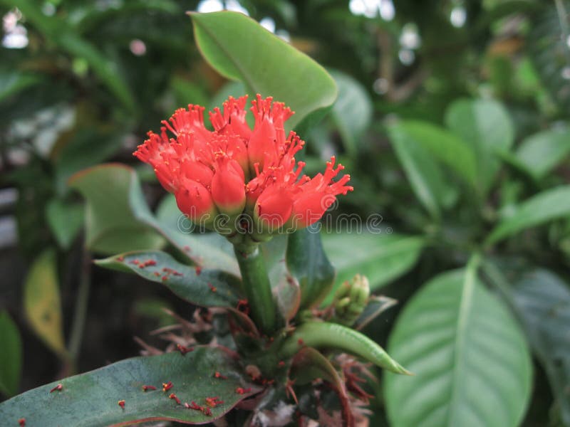 Flores rojas florecientes con polen largo fotografía de archivo Flores rojas florecientes con polen largo fotografía de archivo