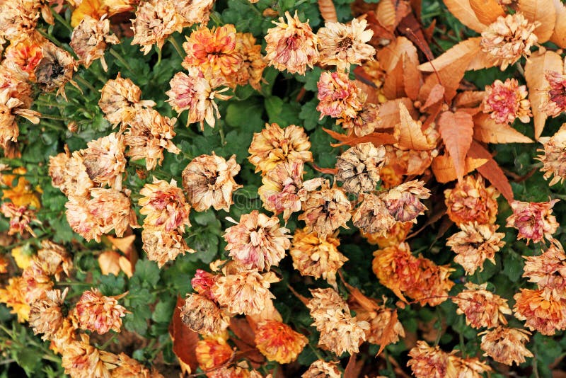 Flores rojas marchitadas en la primavera fotos de archivo Flores rojas marchitadas en la primavera fotos de archivo