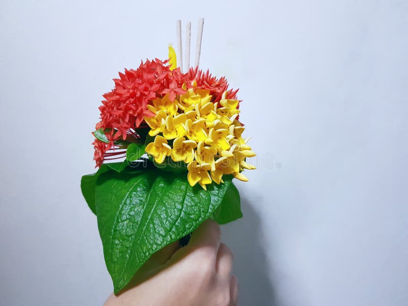 Flores rojas y amarillas de la tenencia de la mano de Ixora con los palillos de la vela y del incienso fotografía de archivo libre de regalías Flores rojas y amarillas de la tenencia de la mano de Ixora con los palillos de la vela y del incienso fotografía de archivo libre de regalías