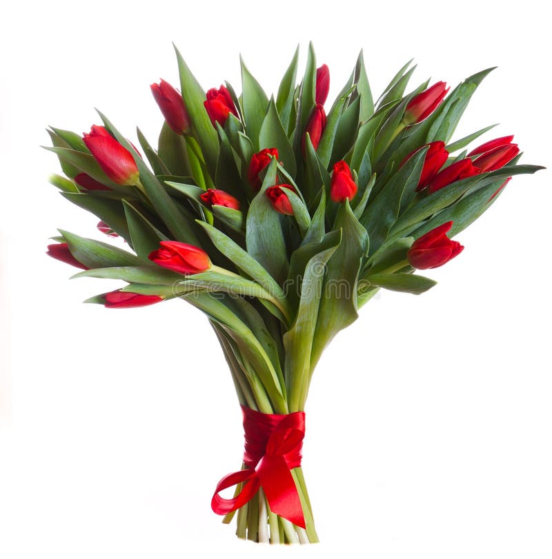 Flores rojos de los tulipanes imágenes de archivo libres de regalías Flores rojos de los tulipanes imágenes de archivo libres de regalías