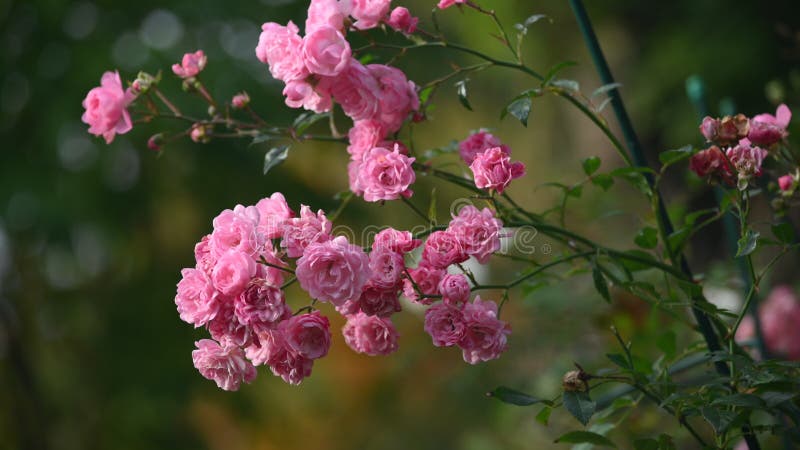 Flores rosa-rosa no jardim