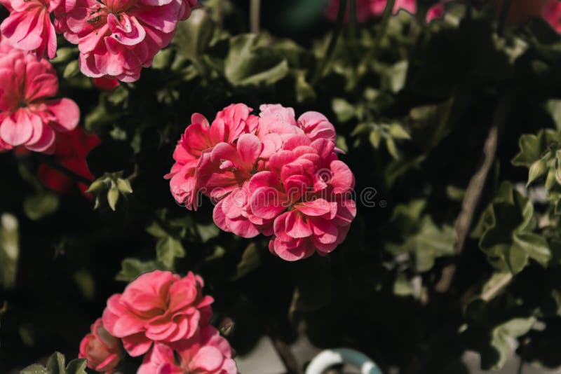 Flores rosadas con el fondo verde silenciado foto de archivo libre de regalías Flores rosadas con el fondo verde silenciado foto de archivo libre de regalías