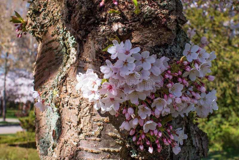 7,355 Flores En El Tronco De árbol Fotos de stock - Fotos libres de  regalías de Dreamstime