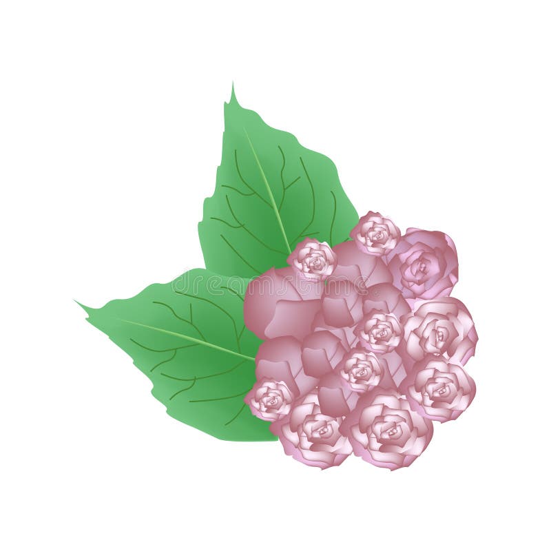 Jasminum Sambac, La Flor Nacional De Indonesia Ilustración del Vector - Ilustración de naturalizado, gardenia: 72997542 Jasminum Sambac, La Flor Nacional De Indonesia Ilustración del Vector - Ilustración de naturalizado, gardenia: 72997542