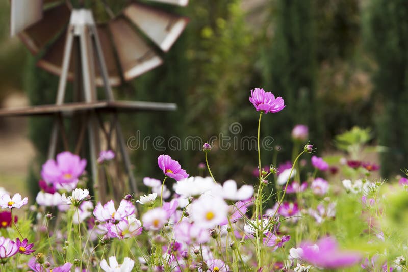 Flores rosadas del cosmos del jardín imágenes de archivo libres de regalías Flores rosadas del cosmos del jardín imágenes de archivo libres de regalías