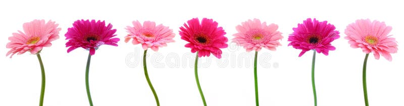 Flores rosadas del gerber aisladas imágenes de archivo libres de regalías Flores rosadas del gerber aisladas imágenes de archivo libres de regalías