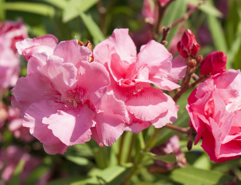 Flores rosadas del oleander