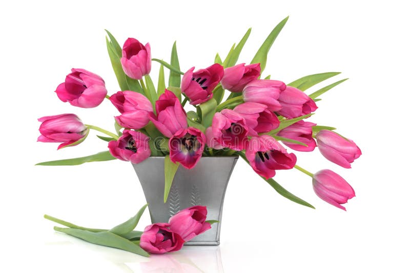 Flores rosadas del tulipán foto de archivo