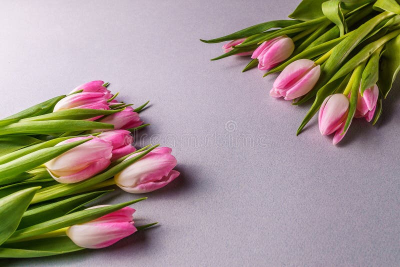 Flores rosadas del tulipán; en fondo gris foto de archivo Flores rosadas del tulipán; en fondo gris foto de archivo