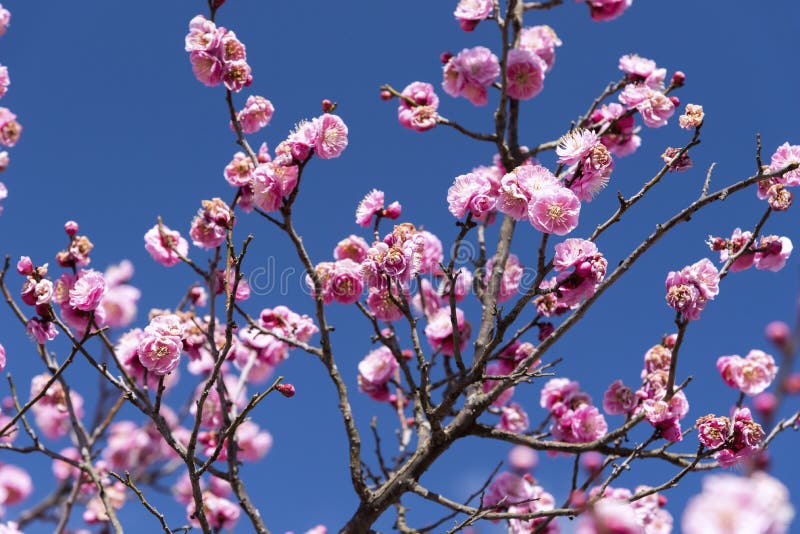 Flores rosadas del árbol o de Ume de Cherry Plum en japonés, flor de Japón, concepto de la belleza, concepto japonés del balneari