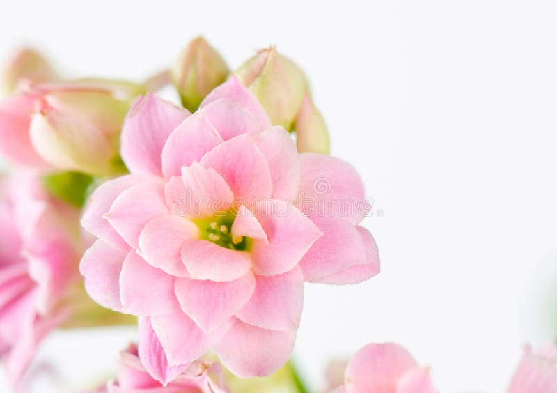 Flores rosadas en el fondo blanco, blossfeldiana de Kalanchoe fotografía de archivo Flores rosadas en el fondo blanco, blossfeldiana de Kalanchoe fotografía de archivo
