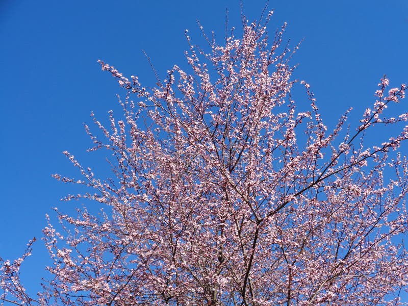 Flores rosadas en árbol de ciruelo fotografía de archivo libre de regalías Flores rosadas en árbol de ciruelo fotografía de archivo libre de regalías
