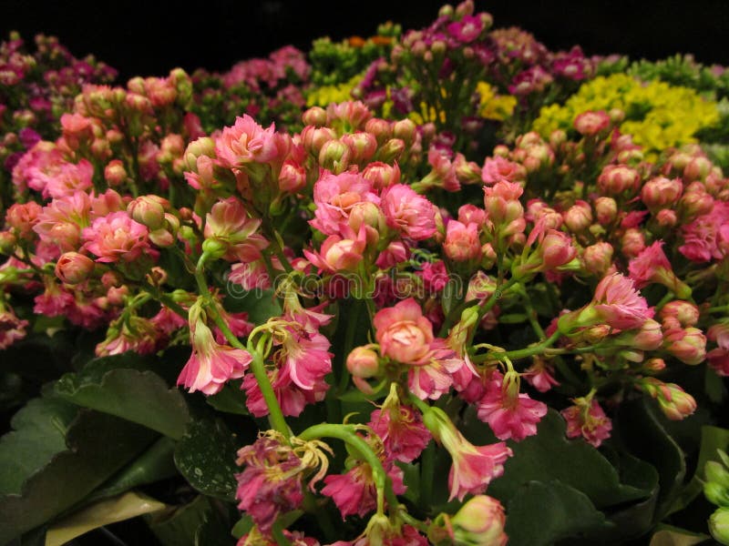 Flores rosadas frescas brillantes en el florista, septiembre de 2018 imagenes de archivo Flores rosadas frescas brillantes en el florista, septiembre de 2018 imagenes de archivo