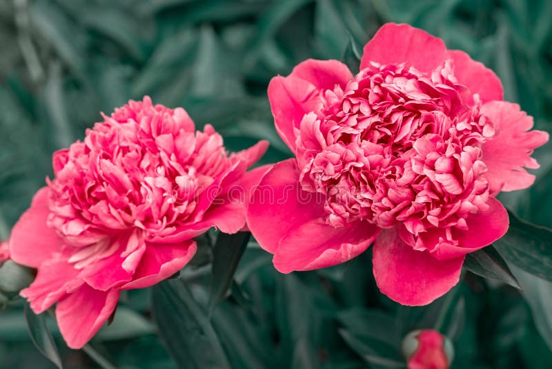 Flores Rosadas Peonías Floridas En El Jardín. Flor De Peón Rosa Doble.  Paeonia Lactiflora. Peonia China O Peonía Común En El Jardí Foto de archivo  - Imagen de colores, crecimiento: 185246466