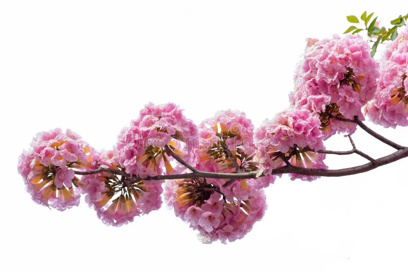 Flores rosadas y rama de árbol aislada en el fondo blanco. Rama rosada de la flor y de árbol aislada en el fondo blanco
