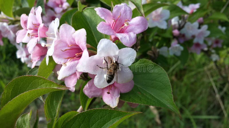 Flores rosadas y una abeja imagen de archivo Flores rosadas y una abeja imagen de archivo