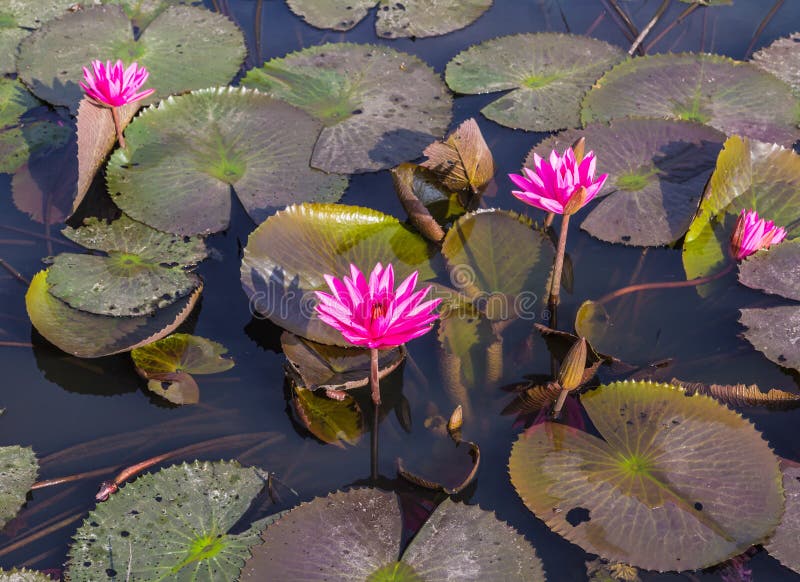 Pink or Red lotus blossoms or water lily flowers blooming on pond. Pink or Red lotus blossoms or water lily flowers blooming on pond