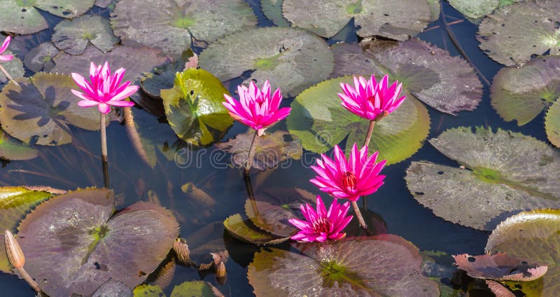 Pink or Red lotus blossoms or water lily flowers blooming on pond. Pink or Red lotus blossoms or water lily flowers blooming on pond