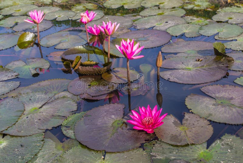 Pink or Red lotus blossoms or water lily flowers blooming on pond. Pink or Red lotus blossoms or water lily flowers blooming on pond