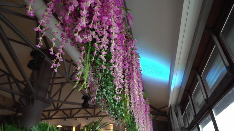 Estricto Regenerador Faial Flores Rosas Colgantes Y Vegetación Del Techo En La Decoración De La  Celebración Metrajes - Vídeo de techo, violeta: 231015340