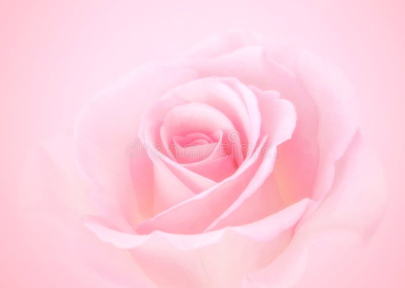 Flores Rosas Rosas Con Un Fondo De Color Pastel Y Blurdo Para La Boda  Amorosa Y El Día De San Valentín Foto de archivo - Imagen de belleza,  regalo: 170827624