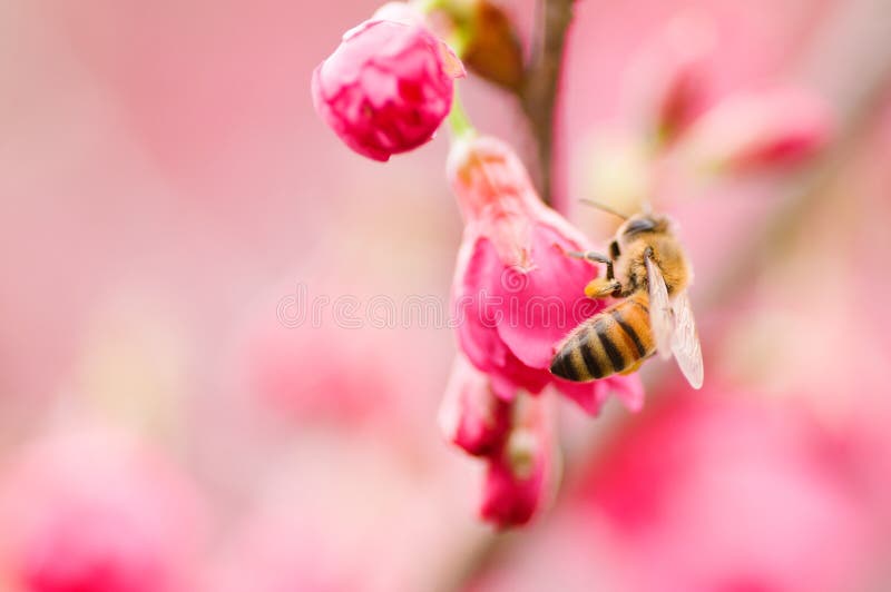 Pink cherry blossoms flower with honey bee. Pink cherry blossoms flower with honey bee.