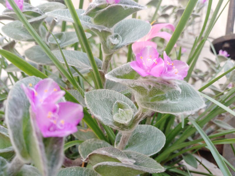 Pink flowers of the White velvet which also show the stamens and Anther. It os scientifically known as Tradescantia sillamonata, and is an evergreen, ornamental plant. It has a white velvety texture on its leaves corresponding to its name. It is also known as cobweb spiderwort. It easily grows in well drained soils and partial shade, and is a native to Mexico. This Photo was taken in Rawalpindi Pakistan in the early noon of September. Pink flowers of the White velvet which also show the stamens and Anther. It os scientifically known as Tradescantia sillamonata, and is an evergreen, ornamental plant. It has a white velvety texture on its leaves corresponding to its name. It is also known as cobweb spiderwort. It easily grows in well drained soils and partial shade, and is a native to Mexico. This Photo was taken in Rawalpindi Pakistan in the early noon of September.