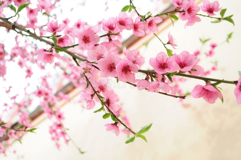 Flores Rosas En Un árbol De Primavera Imagen de archivo - Imagen de cubo,  pueda: 208354233