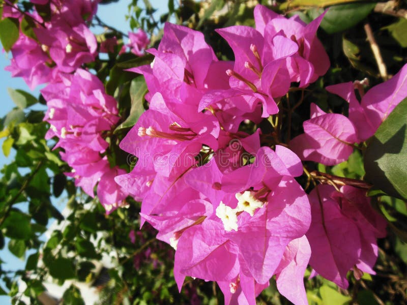 Flores rosáceas imagen de archivo libre de regalías Flores rosáceas imagen de archivo libre de regalías
