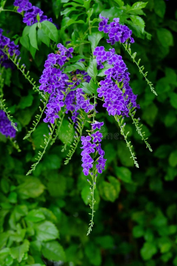 Flores roxas das flores roxas pequenas bonitas com os ramalhetes frondosos verdes imagens de stock Flores roxas das flores roxas pequenas bonitas com os ramalhetes frondosos verdes imagens de stock
