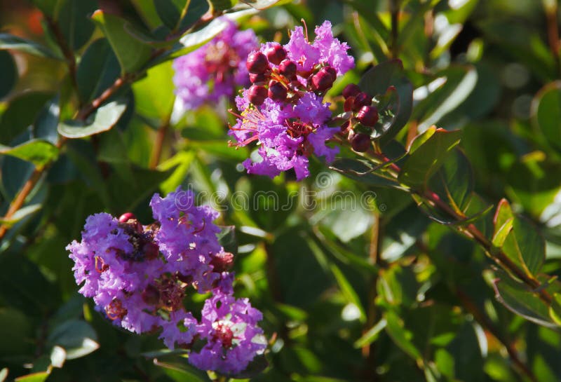 Flores roxas de lagerstroemia no jardim. foto de stock royalty free