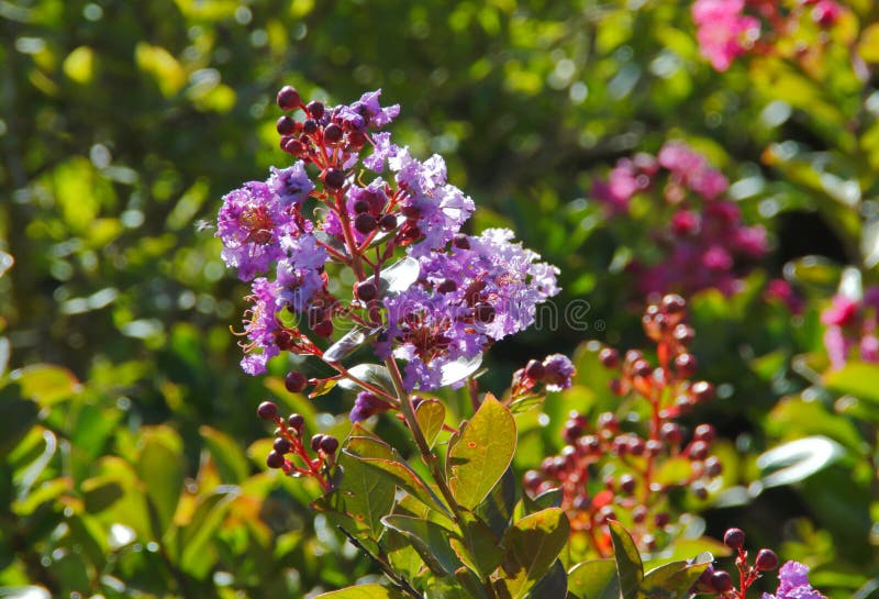 Flores roxas de lagerstroemia no jardim. foto de stock royalty free